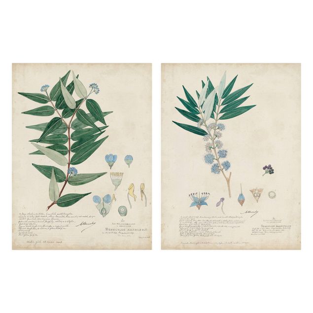 Stampe su tela Melastomataceae - Amabile e Angustifolium Set I