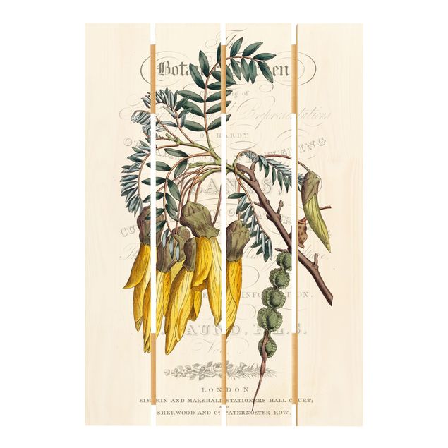 Stampa su legno - tableau botanico - Schnurbaum - Verticale 3:2