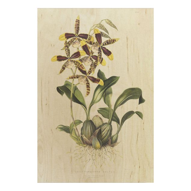 Stampa su legno - Maxim Gauci - orchidea II - Verticale 3:2