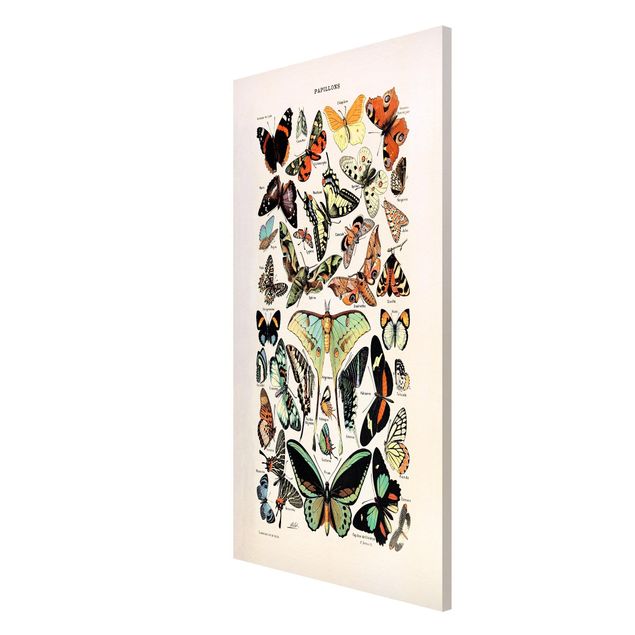 Lavagna magnetica - Vintage Consiglio farfalle e falene - Formato verticale 4:3