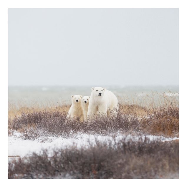 Quadro in forex - Orso polare e suoi cuccioli - Quadrato 1:1