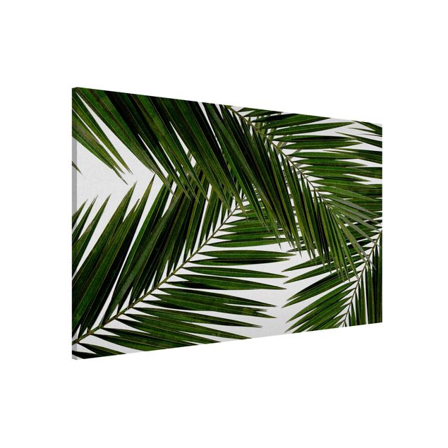 Lavagna magnetica per ufficio Vista attraverso le foglie di palma verde