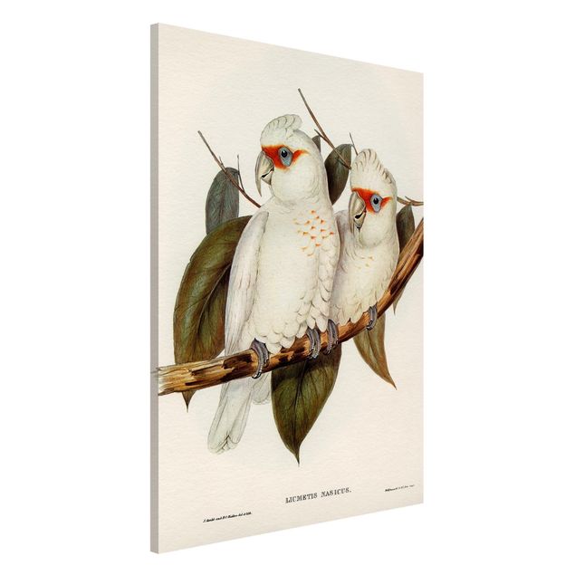 quadri con animali Illustrazione vintage Cacatua bianco