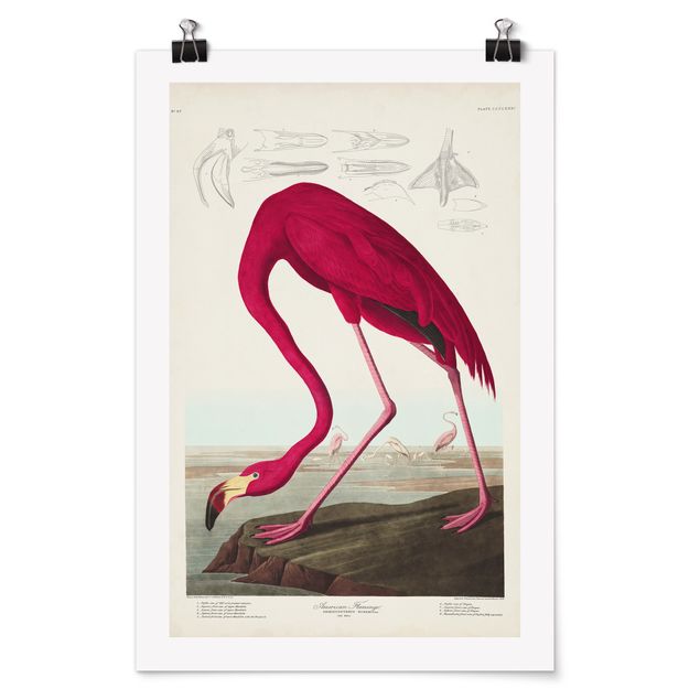 Poster - Flamingo Consiglio American Vintage - Verticale 3:2