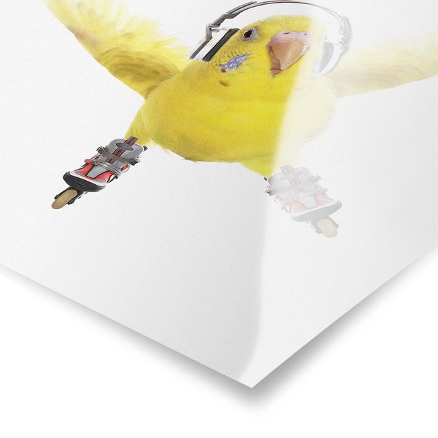 Poster - Skate Parrocchetto - Quadrato 1:1