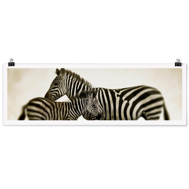 Poster - Zebra coppia - Panorama formato orizzontale