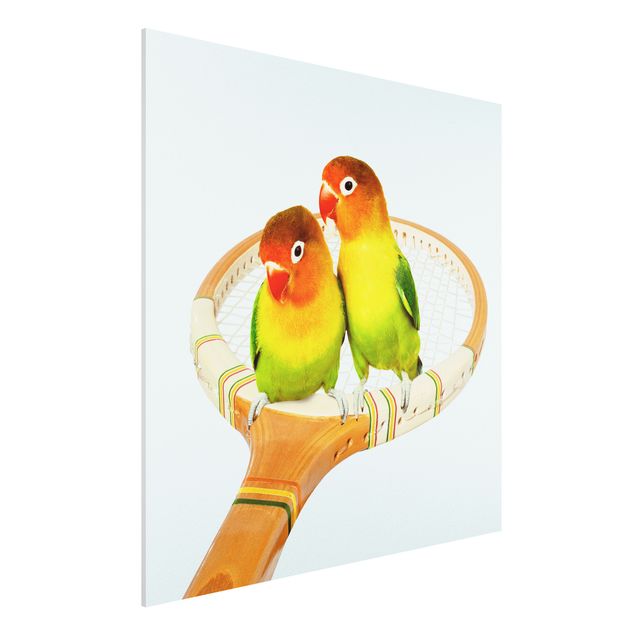 quadri con animali Tennis con uccelli