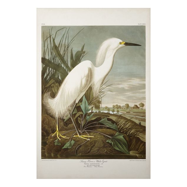 Stampa su alluminio spazzolato - Consiglio Vintage White Heron I - Verticale 3:2