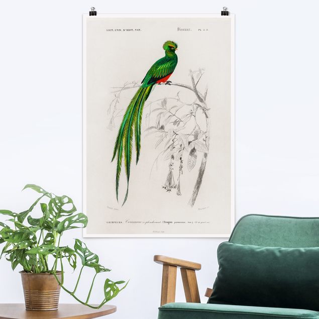 quadri con animali Bacheca Vintage Uccelli tropicali I