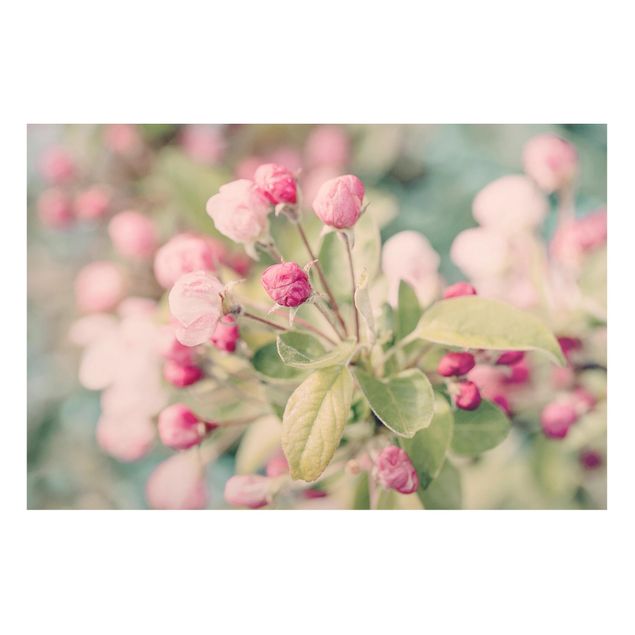 Lavagna magnetica - Apple Blossom rosa bokeh - Formato orizzontale 3:2