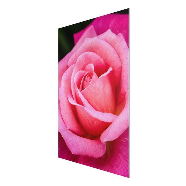 Stampa su alluminio spazzolato - Pink Rose Bloom di fronte al verde - Verticale 3:2