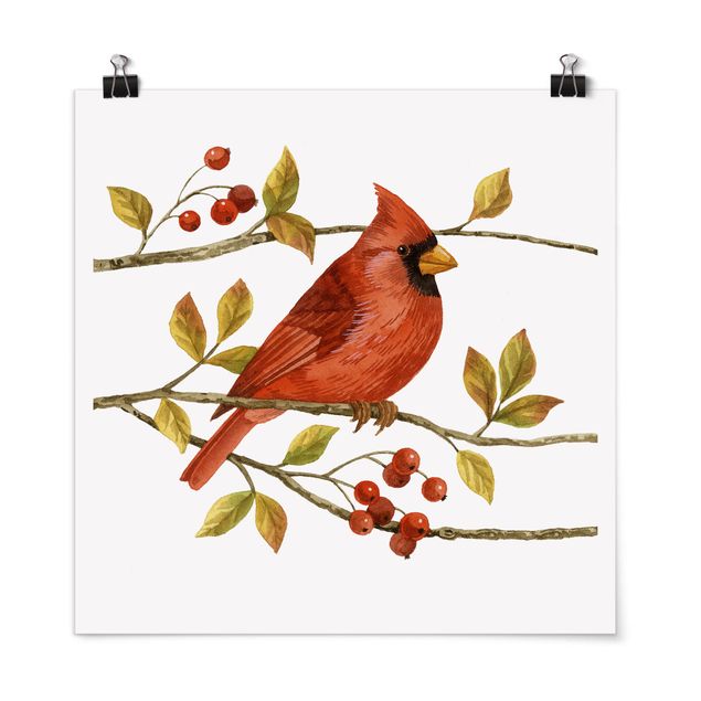 Poster - Uccelli e Bacche - Northern Cardinal - Quadrato 1:1