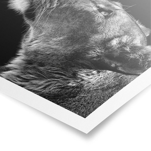 Poster - Ritratto di una leonessa - Quadrato 1:1