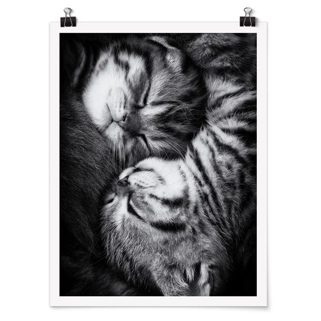 Poster - due gattini - Verticale 4:3