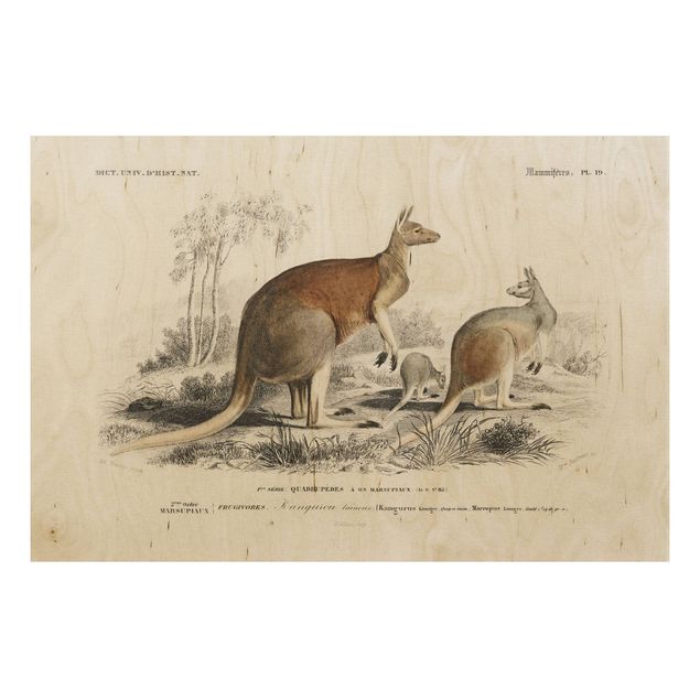 Stampa su legno - bordo Vintage Kangaroo - Orizzontale 2:3