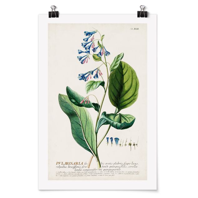 Poster - Vintage botanica Lungwort - Verticale 3:2