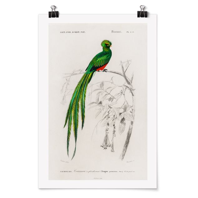 Poster - Consiglio d'epoca Tropical Bird I - Verticale 3:2
