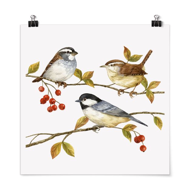 Poster - Uccelli e Bacche - Tette - Quadrato 1:1