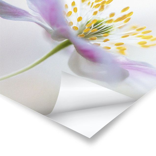 Poster - Windflower In White - Quadrato 1:1