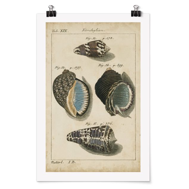 Poster - Conch Disegno Brown Vintage - Verticale 3:2