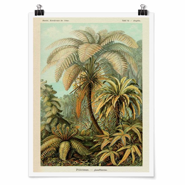 Poster - Botanica illustrazione d'epoca Foglie Felci - Verticale 4:3
