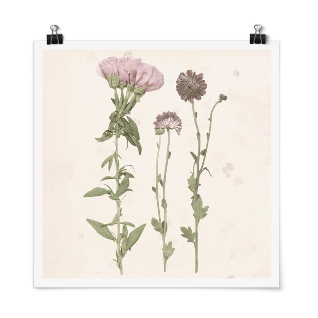 Poster - Herbarium In Pink III - Quadrato 1:1