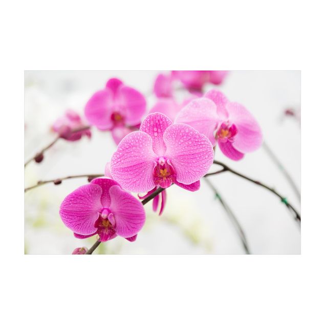 Tappeti fucsia Orchidea ravvicinata