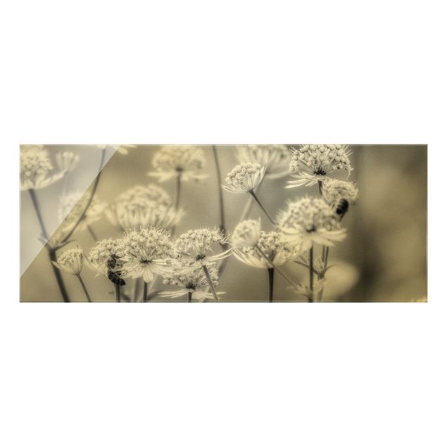 Quadro in vetro - Leggeri fiori selvatici II - Panorama