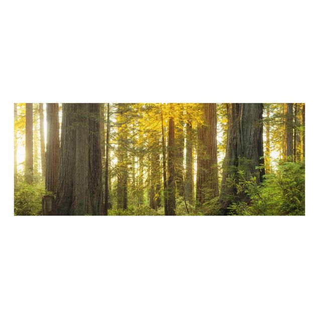 Quadro in vetro - Redwood National Park - Panoramico