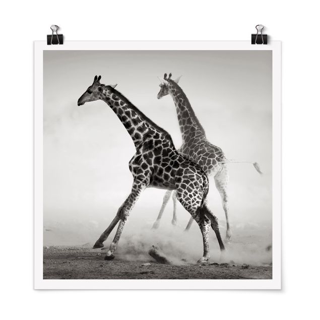 Poster - Giraffe Caccia - Quadrato 1:1