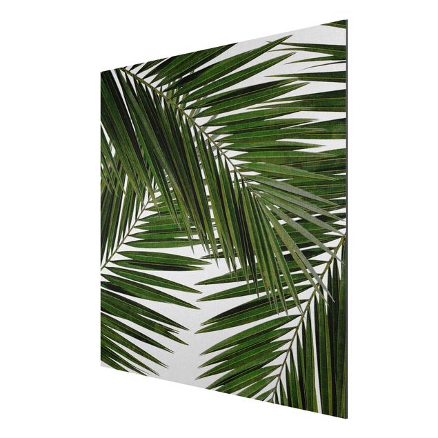 Stampa su alluminio - Scorcio tra foglie di palme verdi