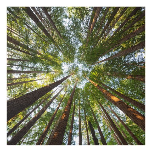 Paraschizzi in vetro - Sequoia Tree Tops
