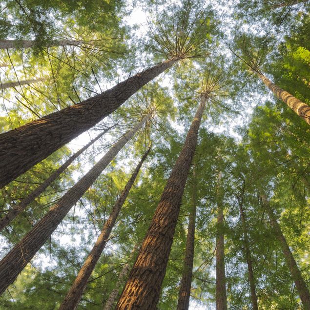 Adesivo per piastrelle - Sequoia tree tops