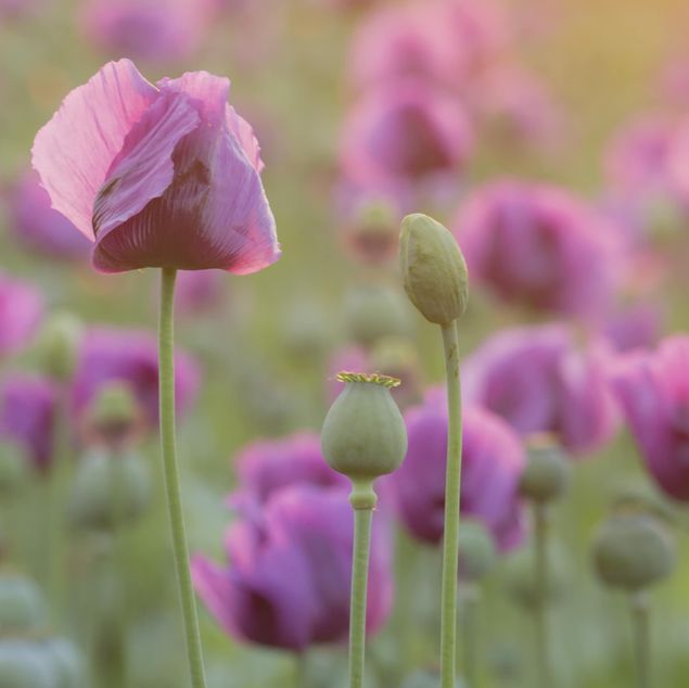 Adesivo per piastrelle - Purple poppy flower meadow in spring