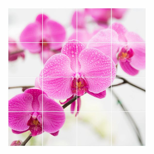 Adesivo per piastrelle - Close Orchid - Quadrato