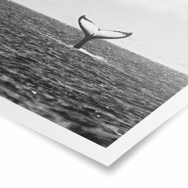 Poster riproduzione - Pinna caudale nell'oceano