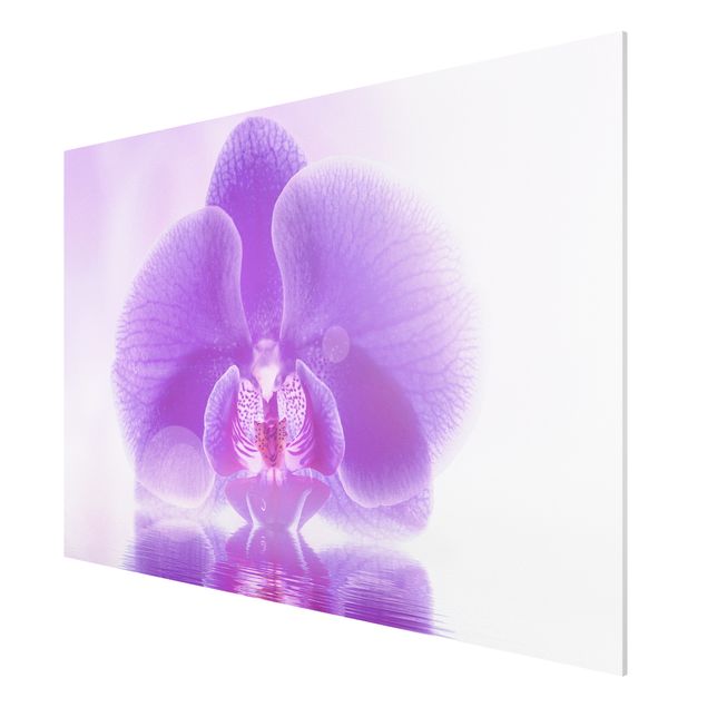 Quadro in forex - Purple Orchid on water - Orizzontale 3:2