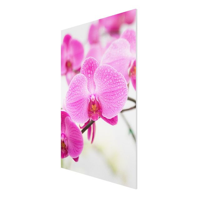 Quadro in forex - Close-up of orchid - Verticale 2:3
