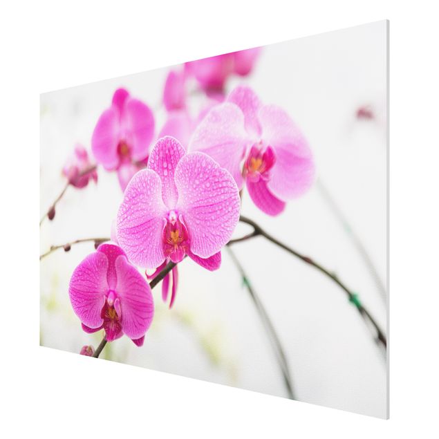 Quadro in forex - Close-up of orchid - Orizzontale 3:2