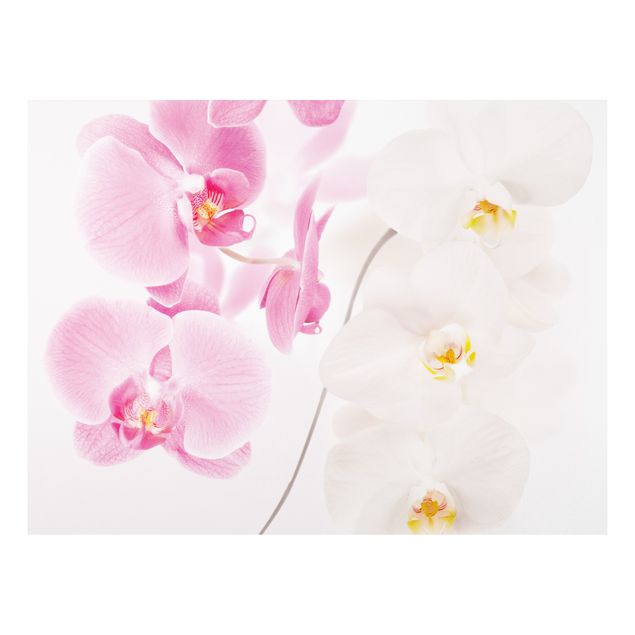 Quadro in forex - Delicate Orchids - Orizzontale 4:3