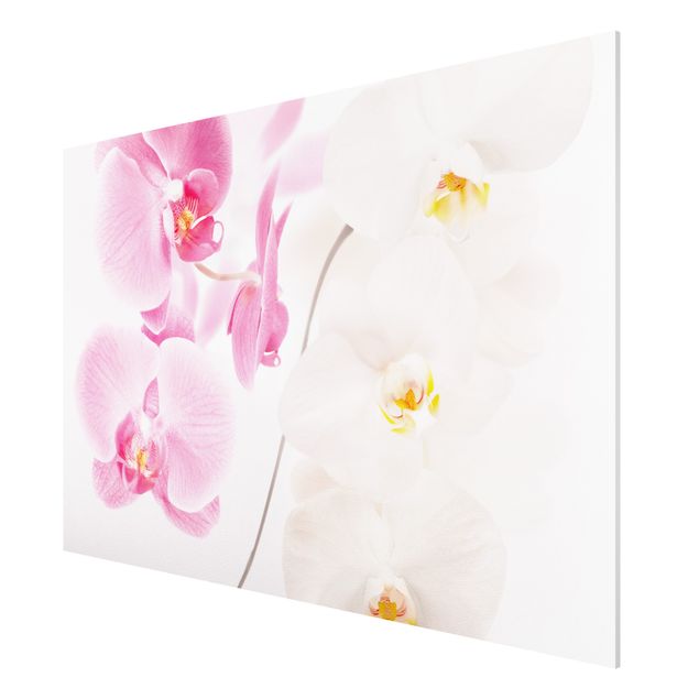 Quadro in forex - Delicate Orchids - Orizzontale 3:2