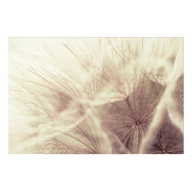 Quadro in forex - Detailed dandelions macro shot with vintage blur effect - Orizzontale 3:2