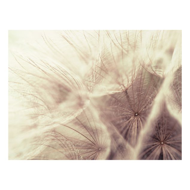 Quadro in forex - Detailed dandelions macro shot with vintage blur effect - Orizzontale 4:3
