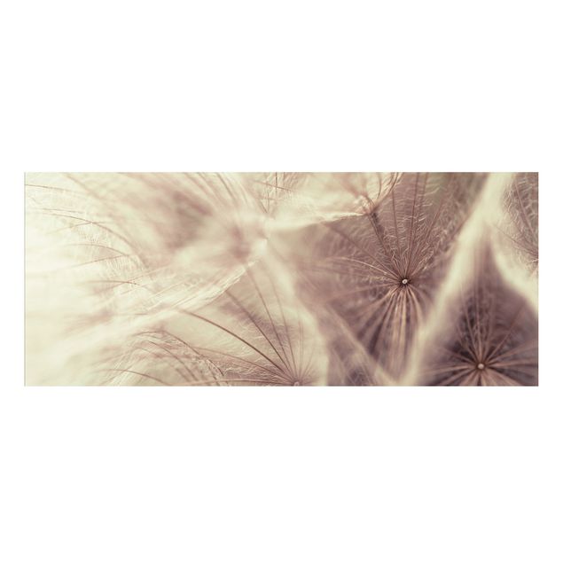 Quadro in forex - Detailed dandelions macro shot with vintage blur effect - Panoramico