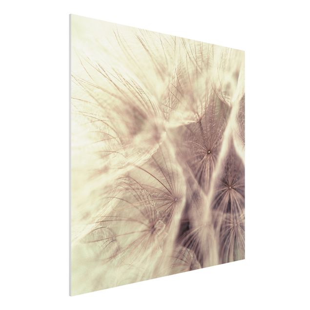 Quadro in forex - Detailed dandelions macro shot with vintage blur effect - Quadrato 1:1