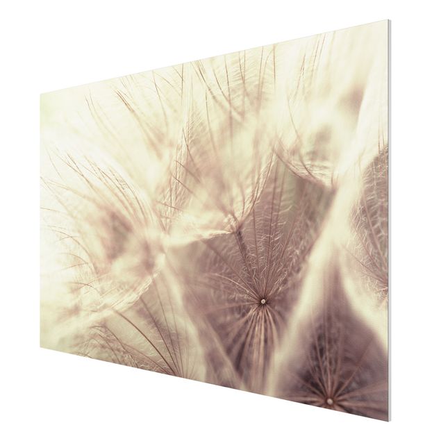 Quadro in forex - Detailed dandelions macro shot with vintage blur effect - Orizzontale 3:2