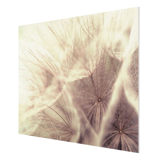 Quadro in forex - Detailed dandelions macro shot with vintage blur effect - Orizzontale 4:3