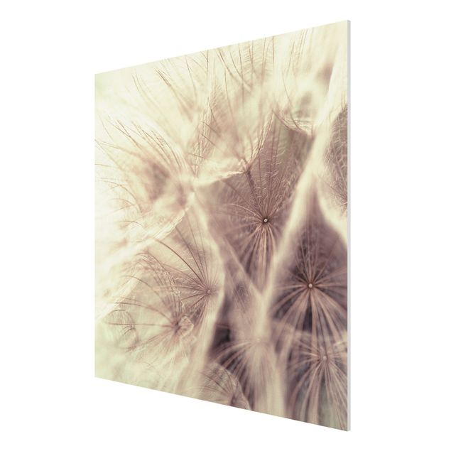 Quadro in forex - Detailed dandelions macro shot with vintage blur effect - Quadrato 1:1