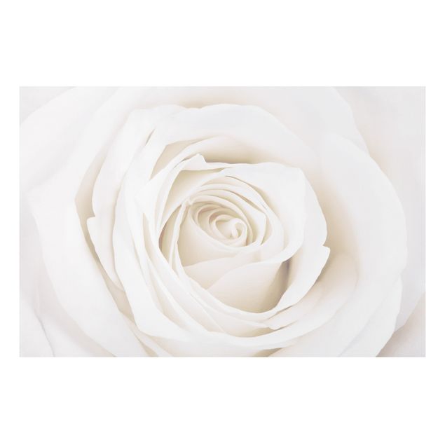 Quadro in forex - Pretty White Rose - Orizzontale 3:2