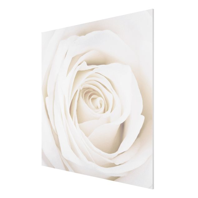 Quadro in forex - Pretty White Rose - Quadrato 1:1